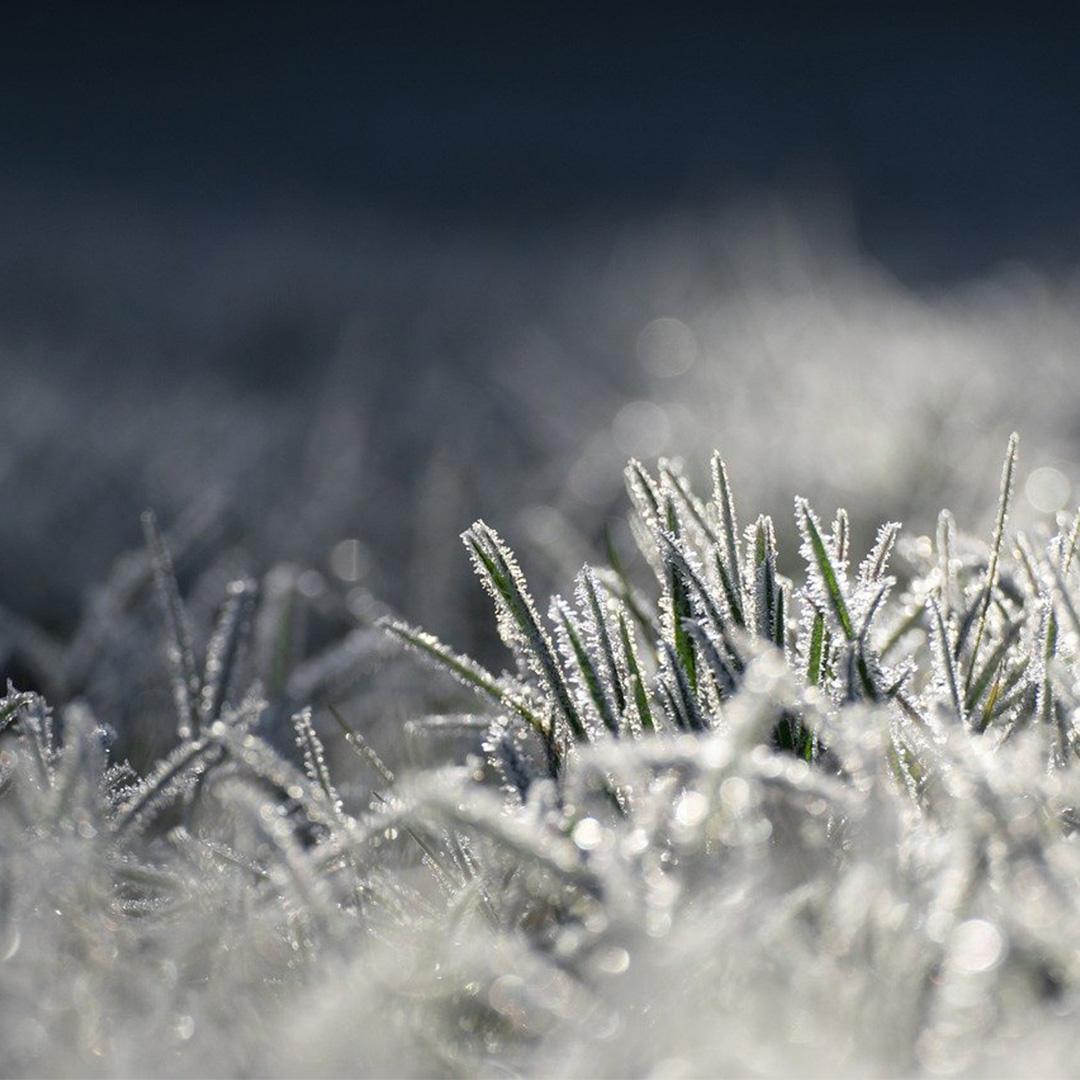 Ice on grass, morning frost closeup